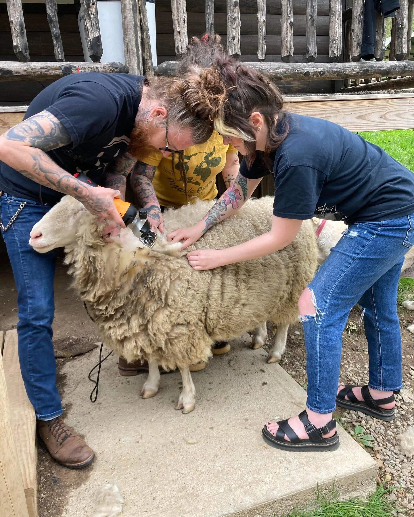 Doing hillbilly shit with @onesickgirl @janeedles #sheepshearing #possums