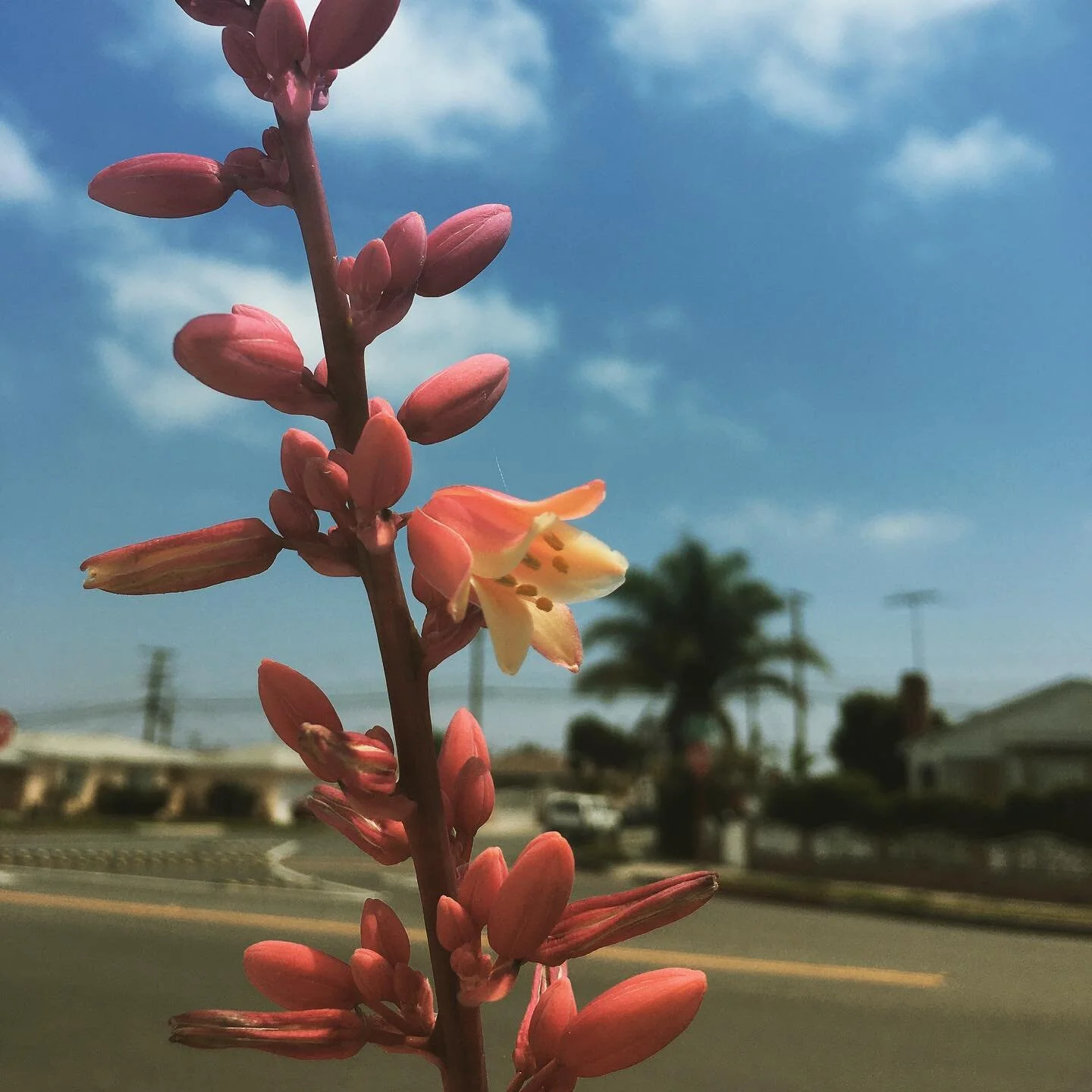 &ldquo;Paying attention to our present experience with openness, curiosity, and a willingness to be with what is.&rdquo; I love Diana Winston&rsquo;s explanation of mindfulness. UCLA MARC has a free practice Mondays and Thursdays, see my website for 
