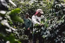 hacienda venecia cafetal.jpeg