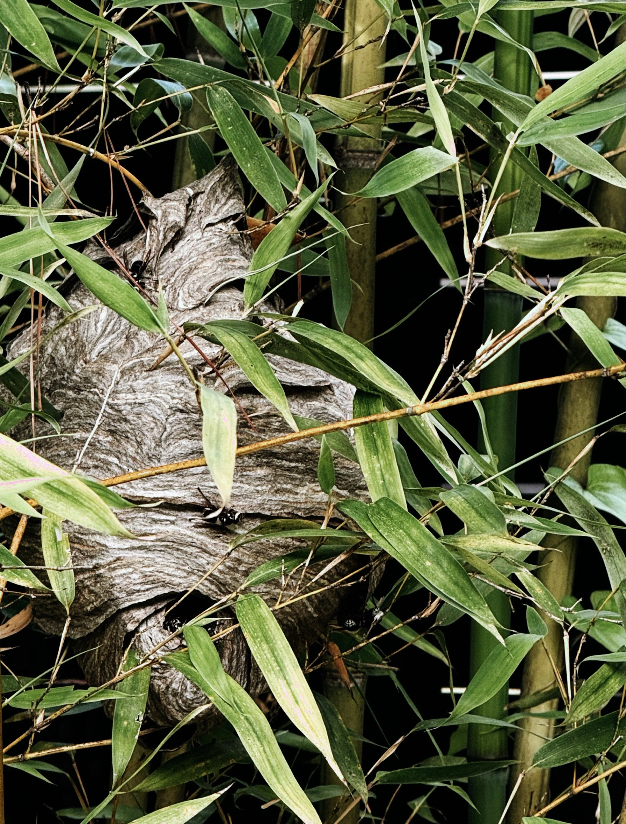 Hornet nest hanging among green bamboo leaves in a garden.