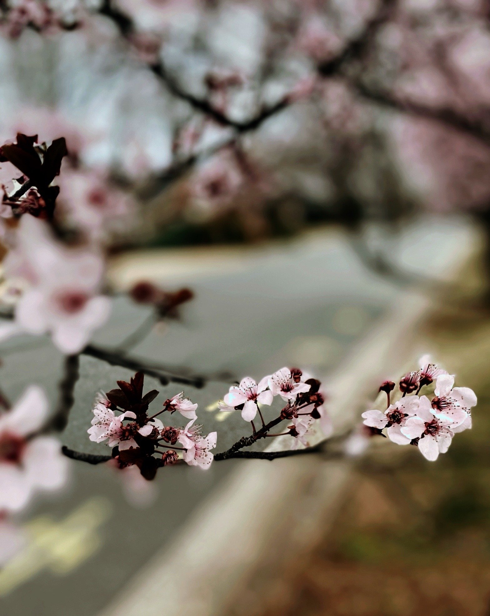 noticing the beautiful signs of spring in pink blooms.