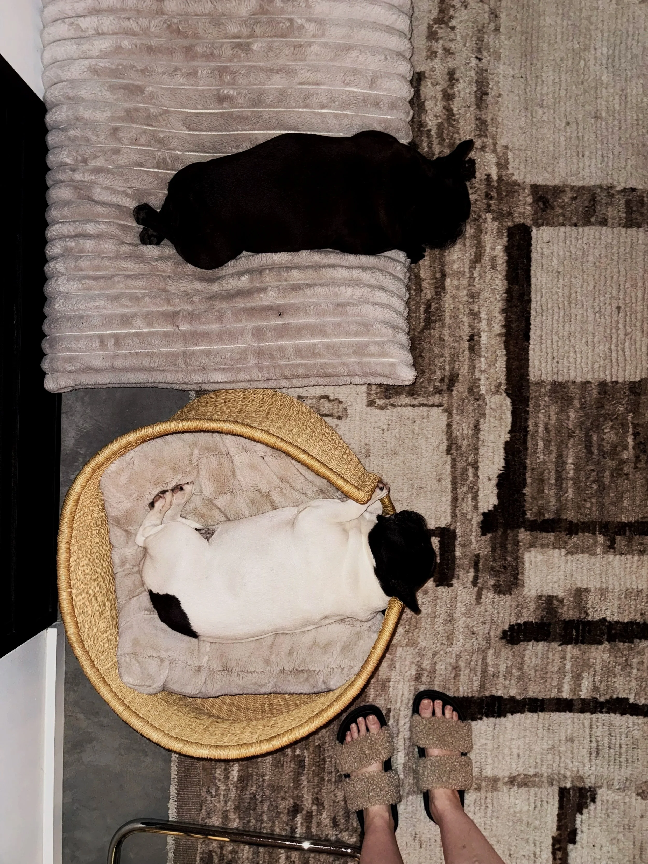 At home with Michel Van Devender - two French bulldogs sleeping in separate beds on a neutral patterned rug.