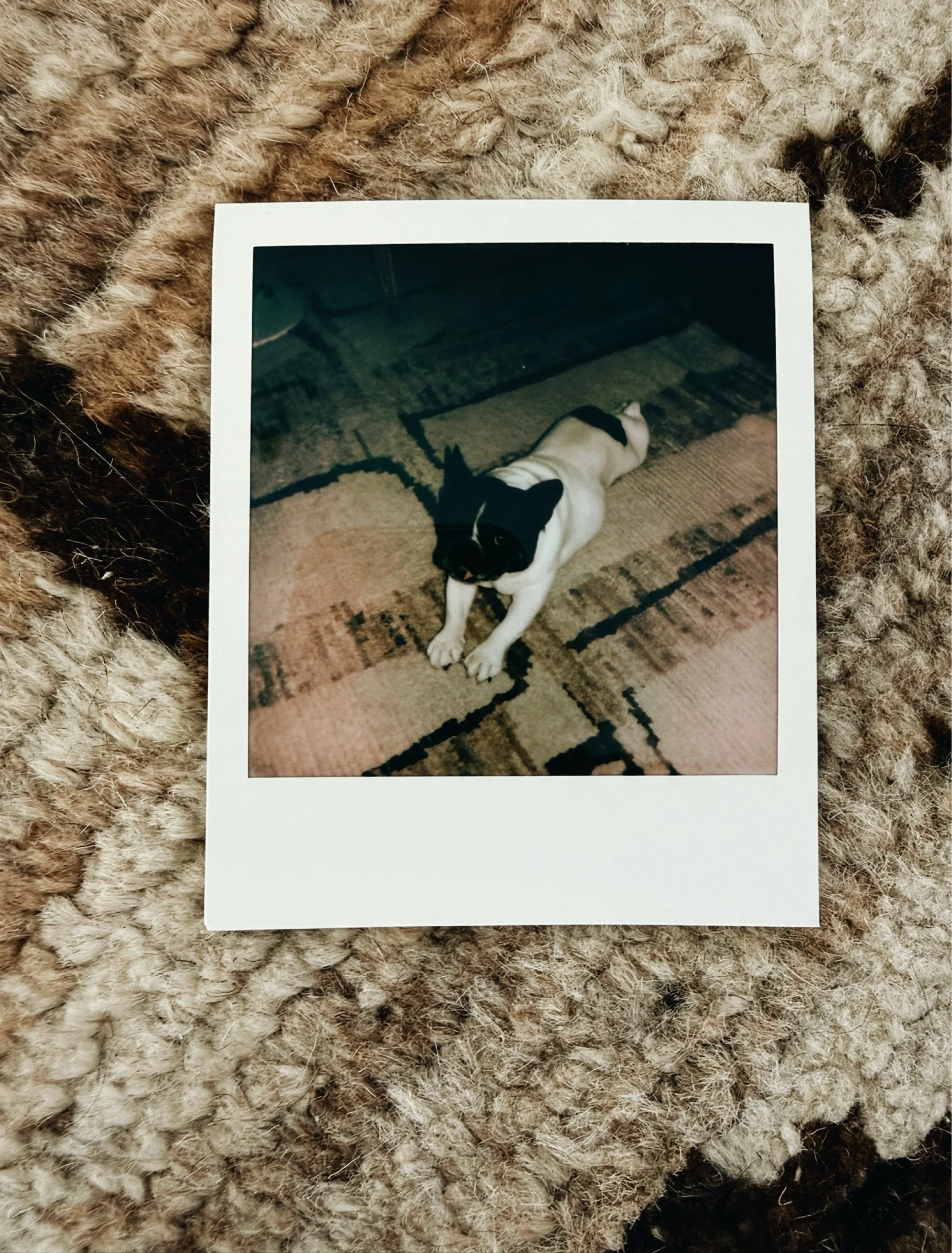Polaroid photograph of a French bulldog stretched out on a patterned rug in warm light