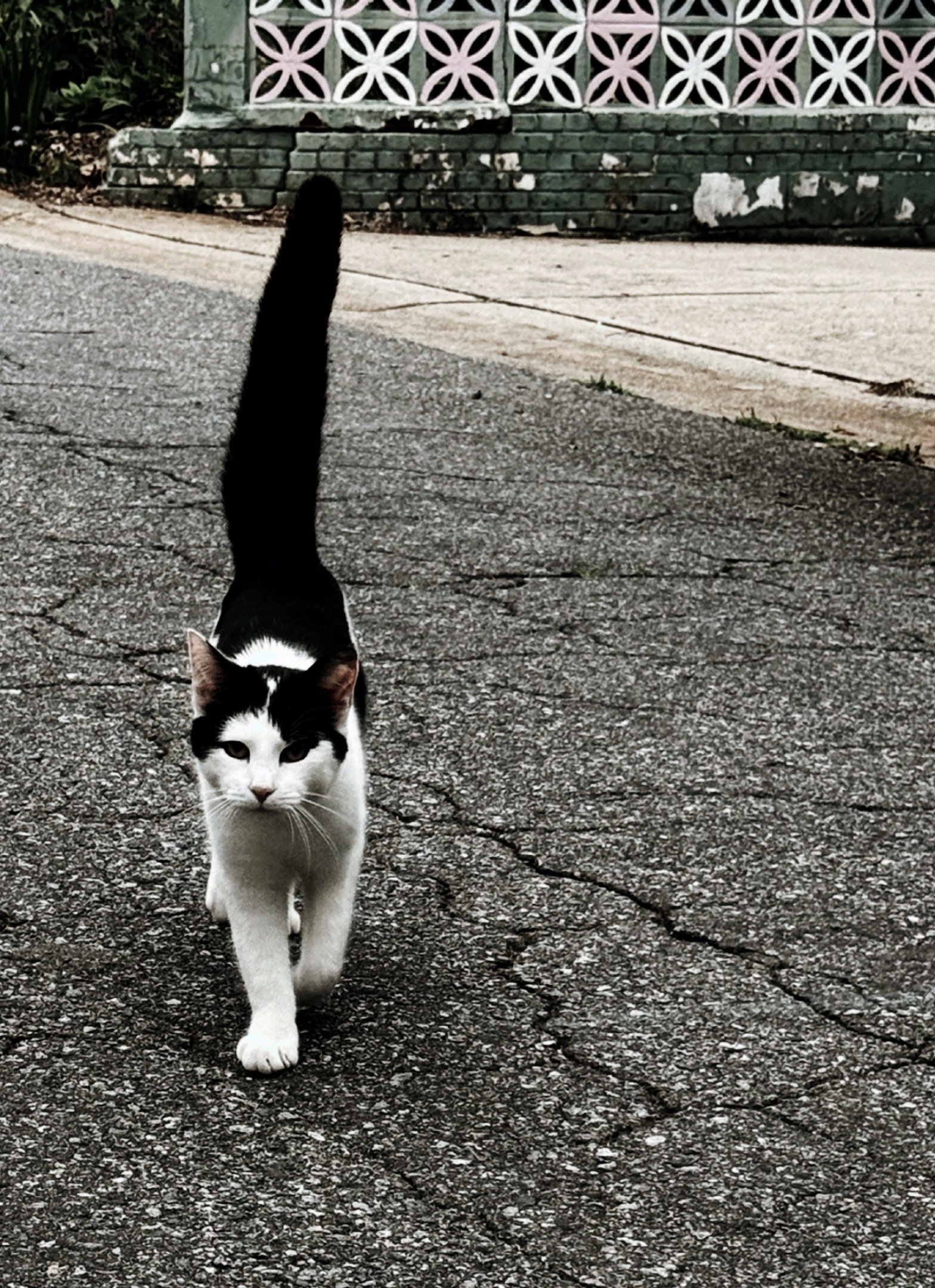 Black and white cat standing on a sidewalk during a neighborhood walk.