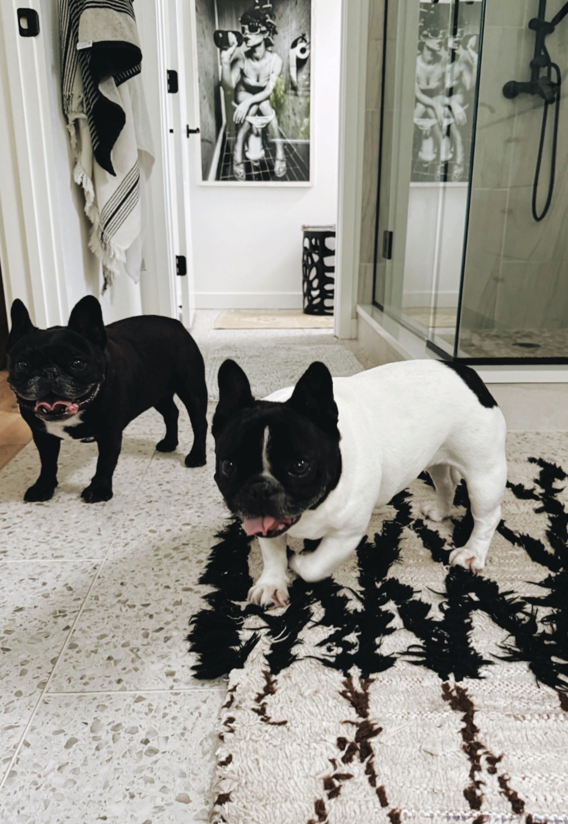 Two French bulldogs standing on a textured black and cream rug in a modern bathroom. In the personal home of artist and psychotherapist Michel Van Devender.