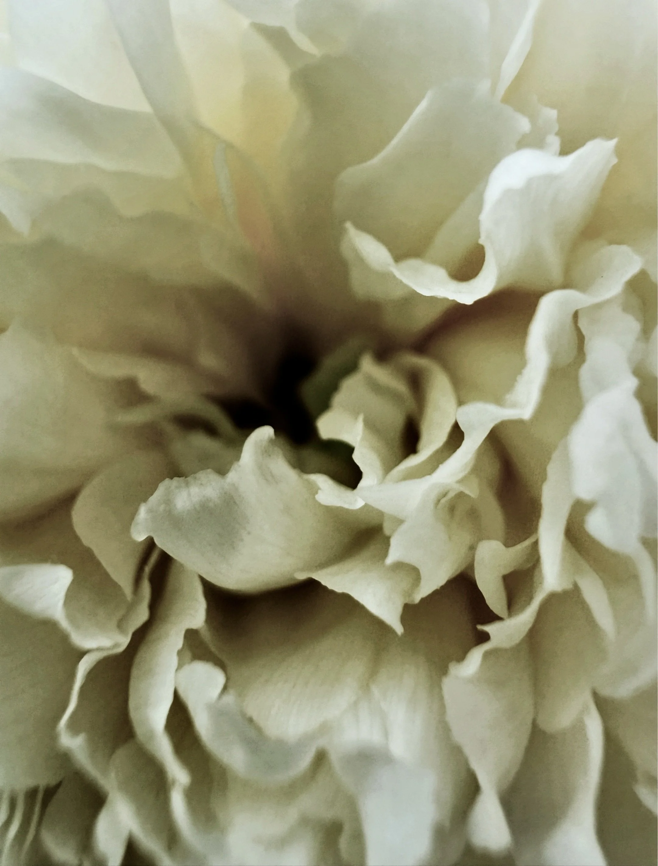 Extreme macro of a cream peony interior showing layered ruffled petals and dark center