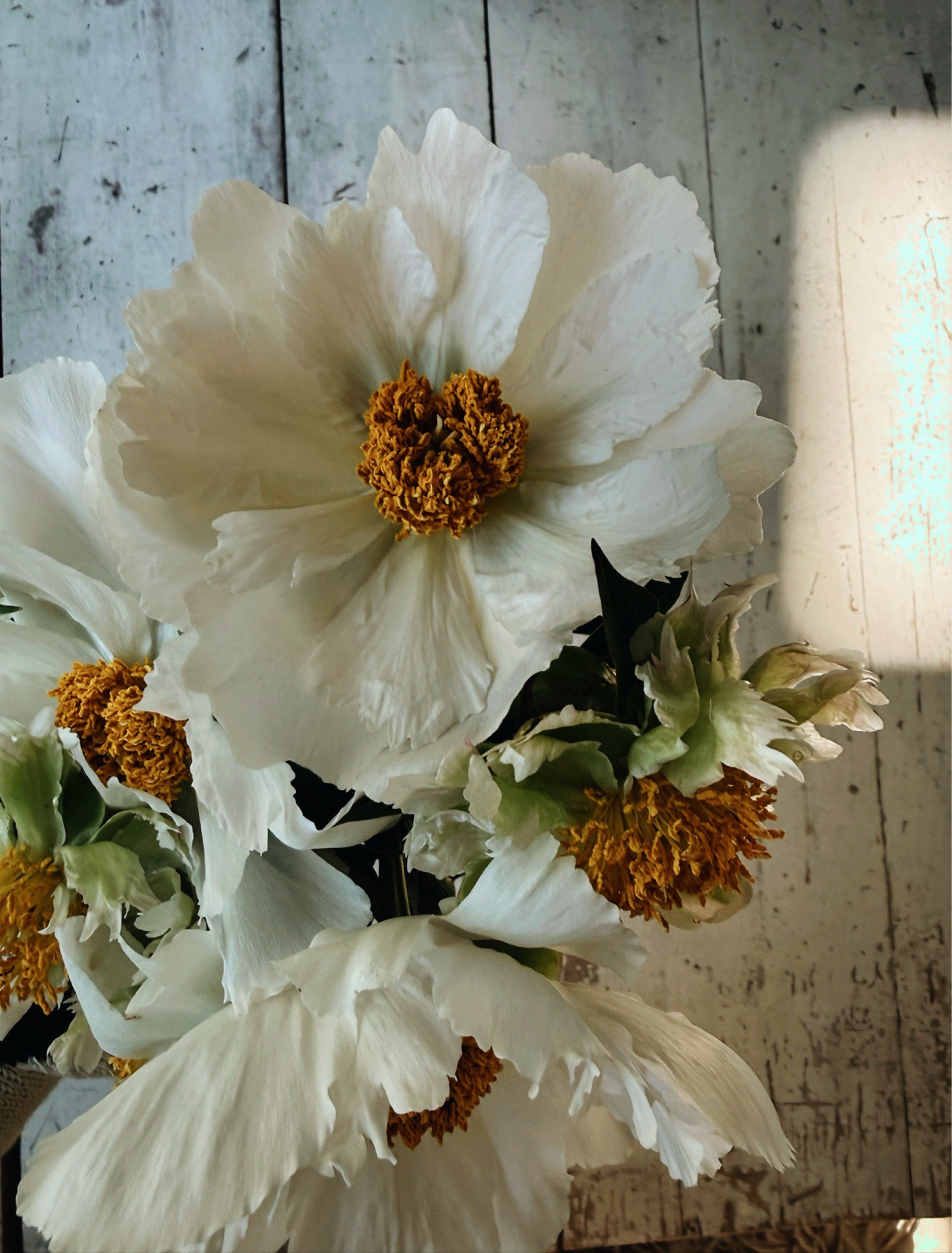 neutral spring flowers in full bloom.