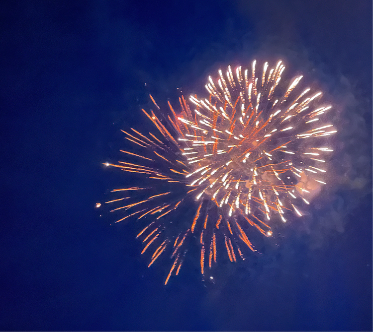 Carnation 4th of July