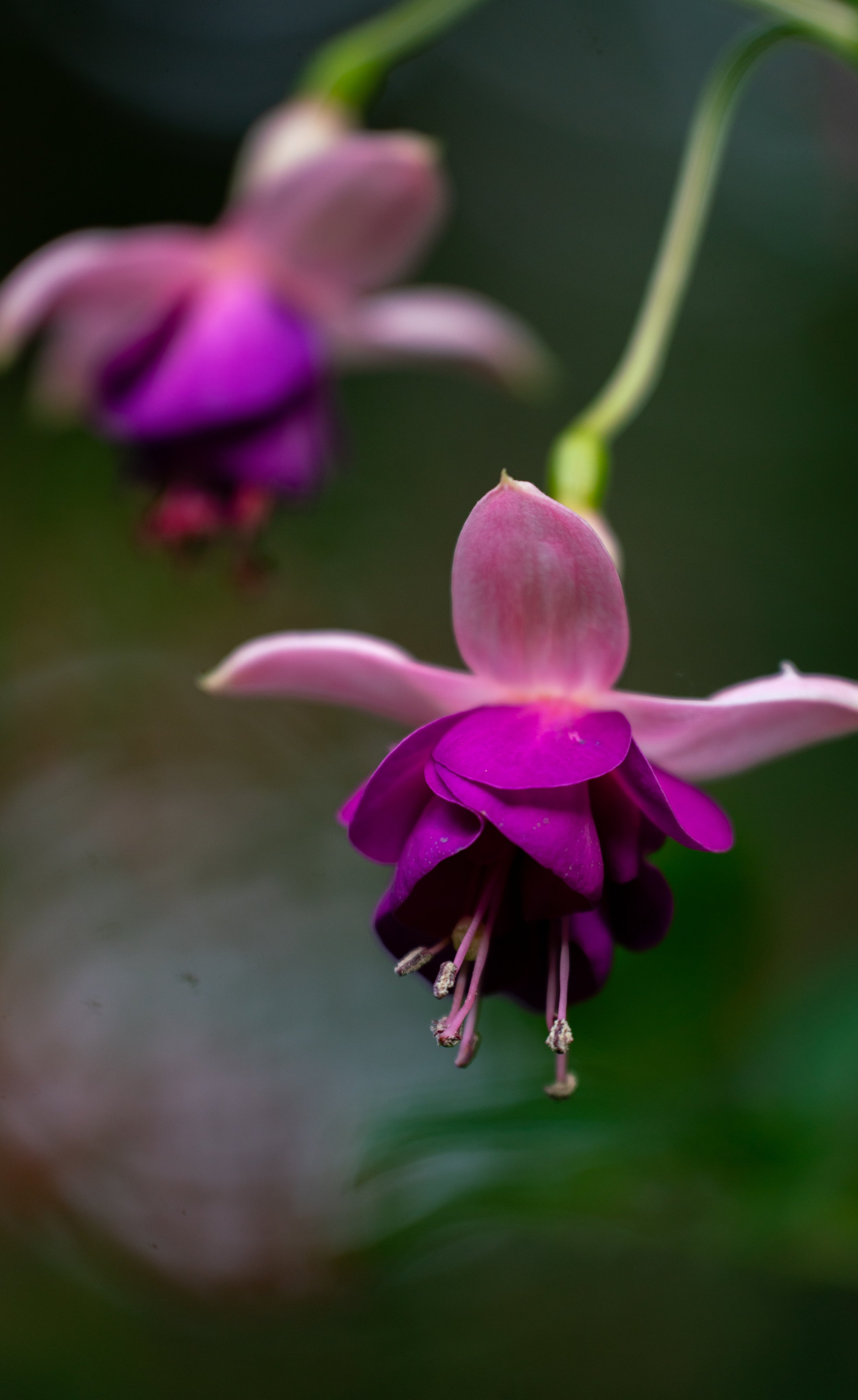 Hardy fuchsias at PowellsWood Garden
