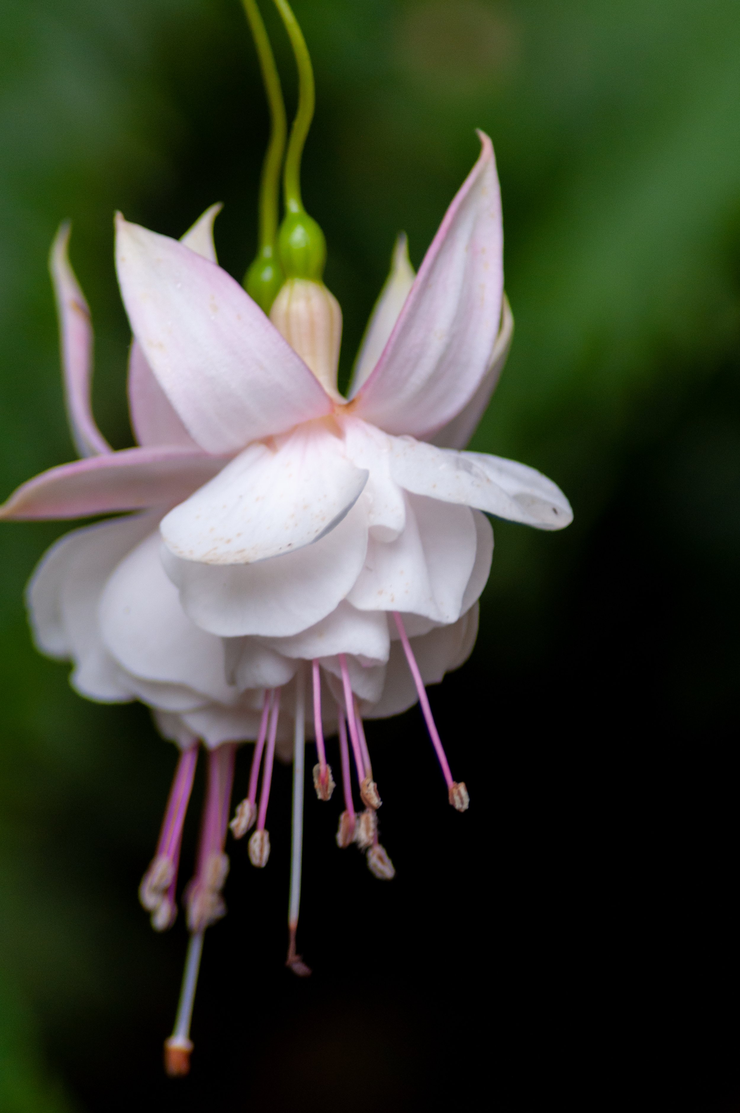 White and soft fuchsia flowers at PowellsWood Botanical Garden