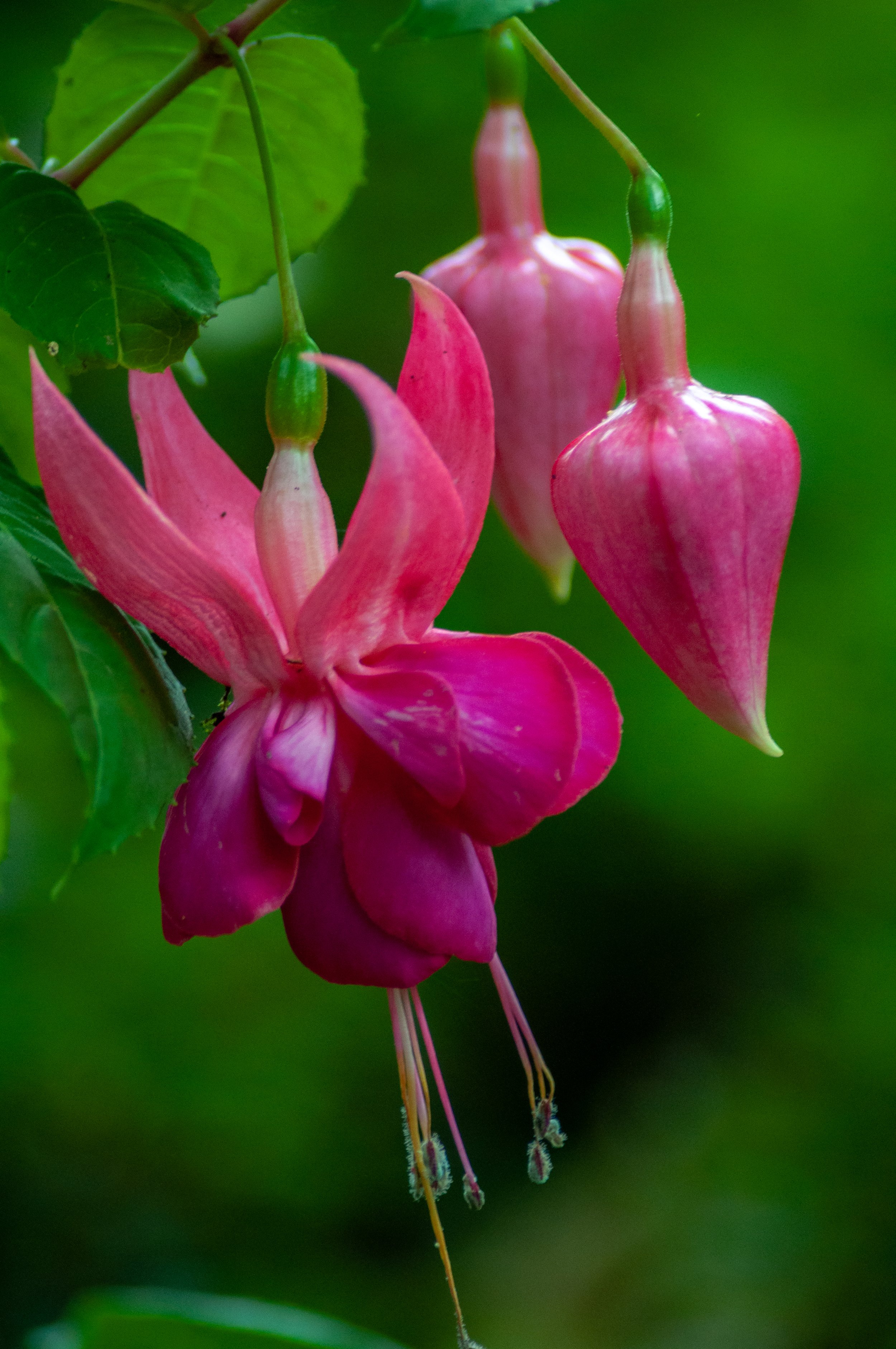 A cluster of pink fuchsias