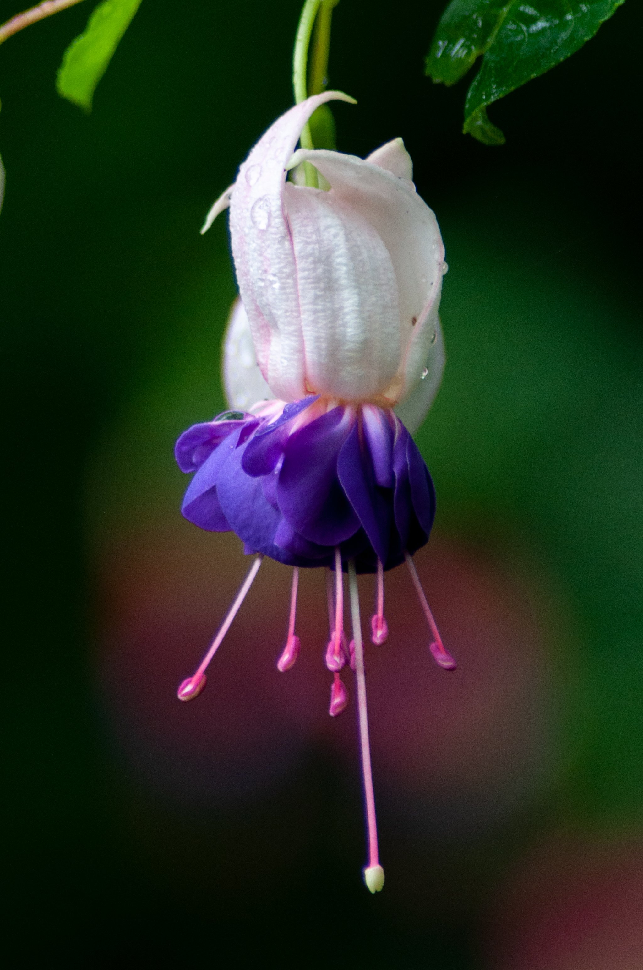 Single hardy fuchsia on display at PowellsWood Botanical Garden.