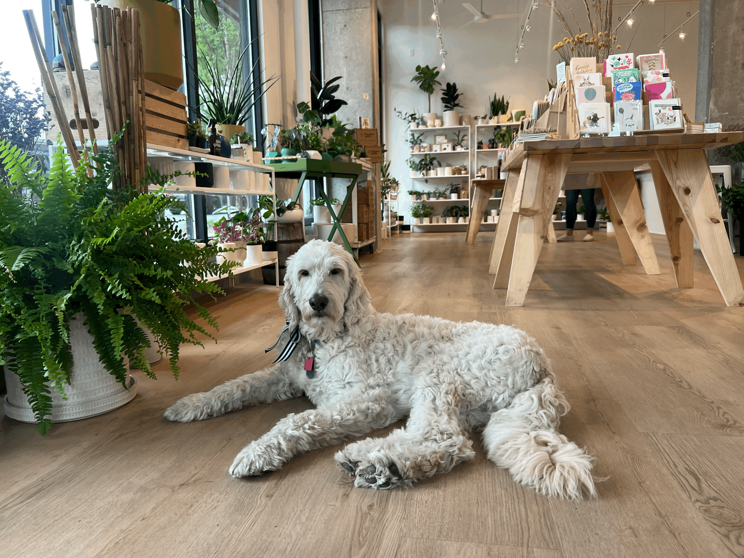 Our trusty shop dog Rigo