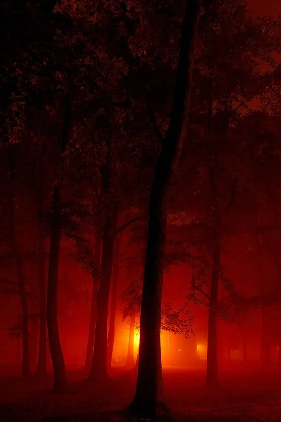 red forest.jpeg