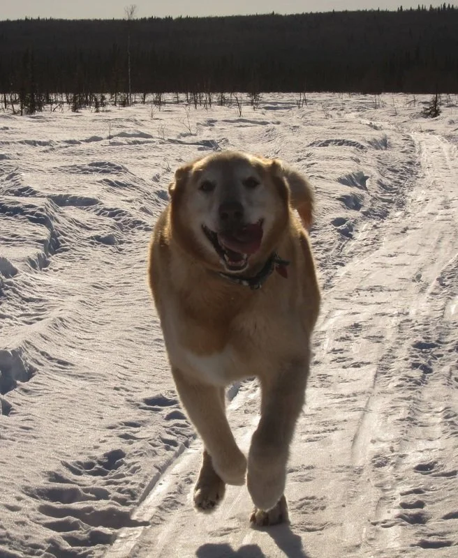 Wrangell Boy Midgley.jpeg