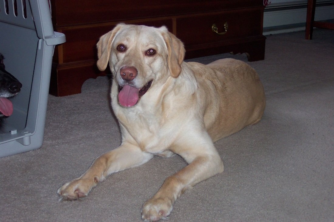 shelby lynn midgley.jpeg