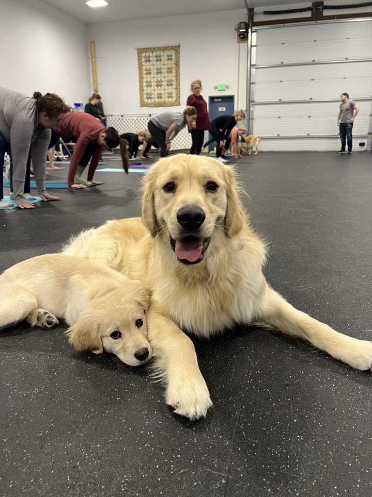 Clark County Humane Society finds forever homes for new Golden Retriever  puppies