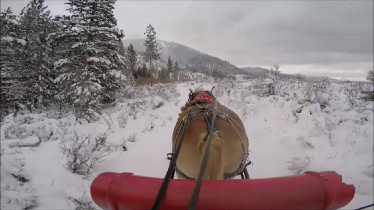 It's Beautiful Weather... for a Sleigh Ride together with You!