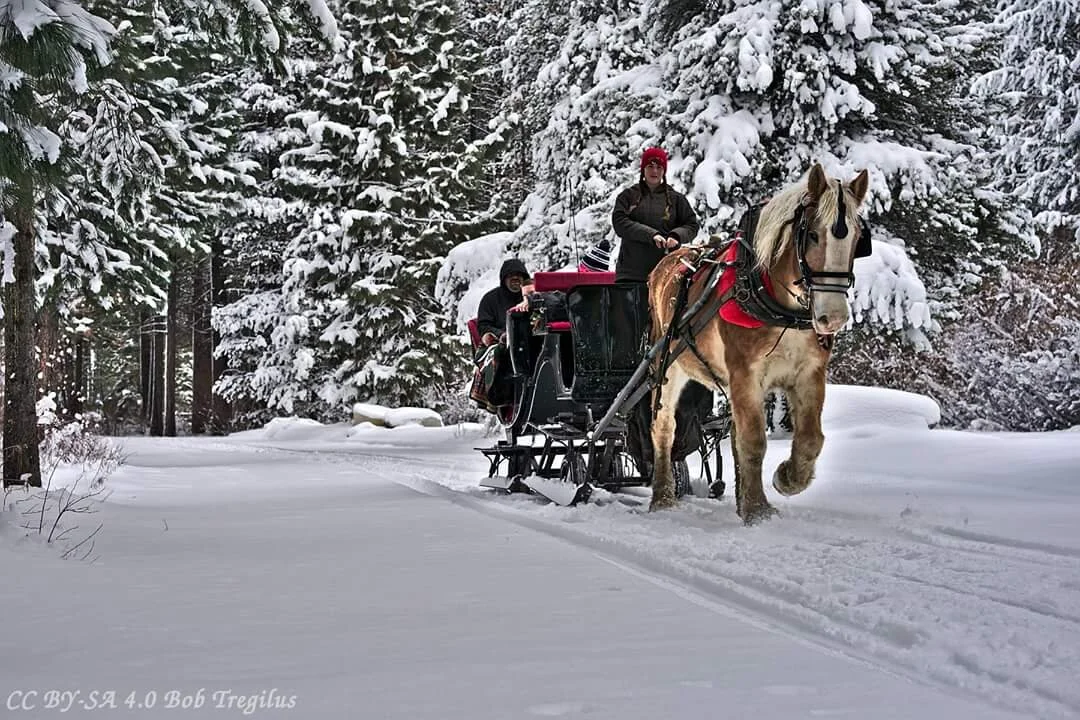 Sleigh ride in the snow at Sand Harbor