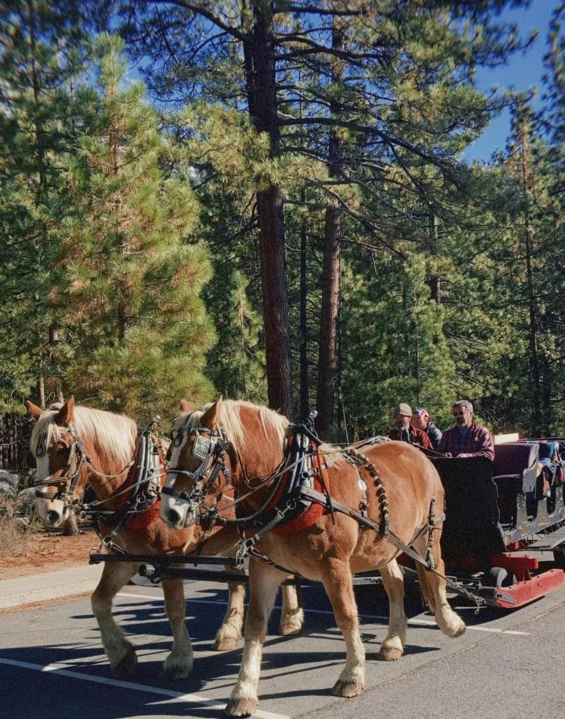 team sleigh no snow 2.jpeg