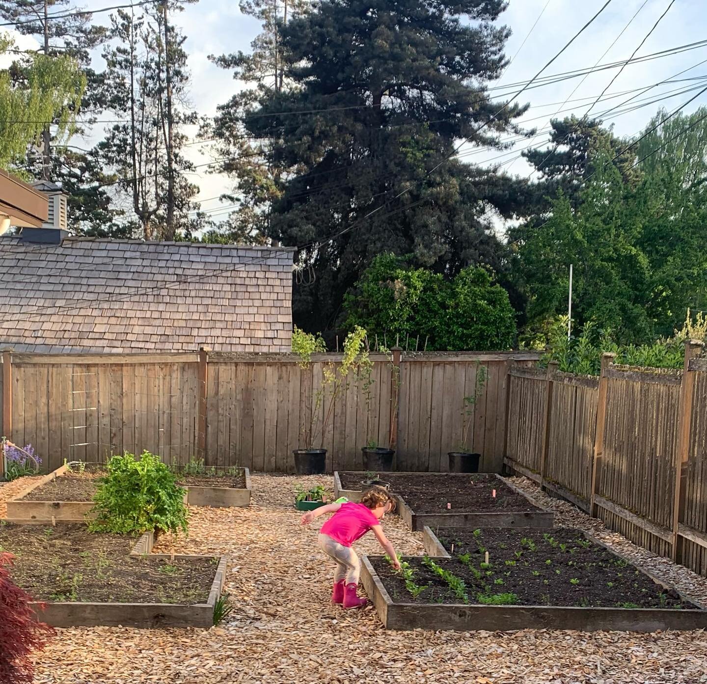 A perfect evening in the @beckysamelson garden checking on the radishes with my tiniest friend