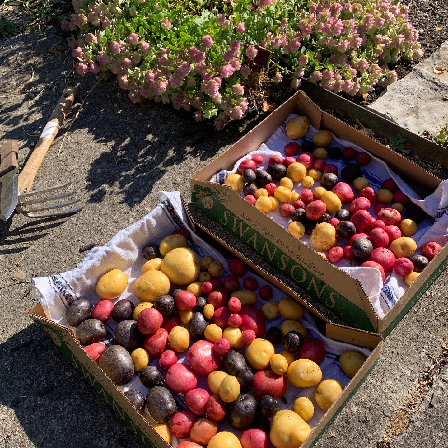 Potato harvest drying in the sun ☀️