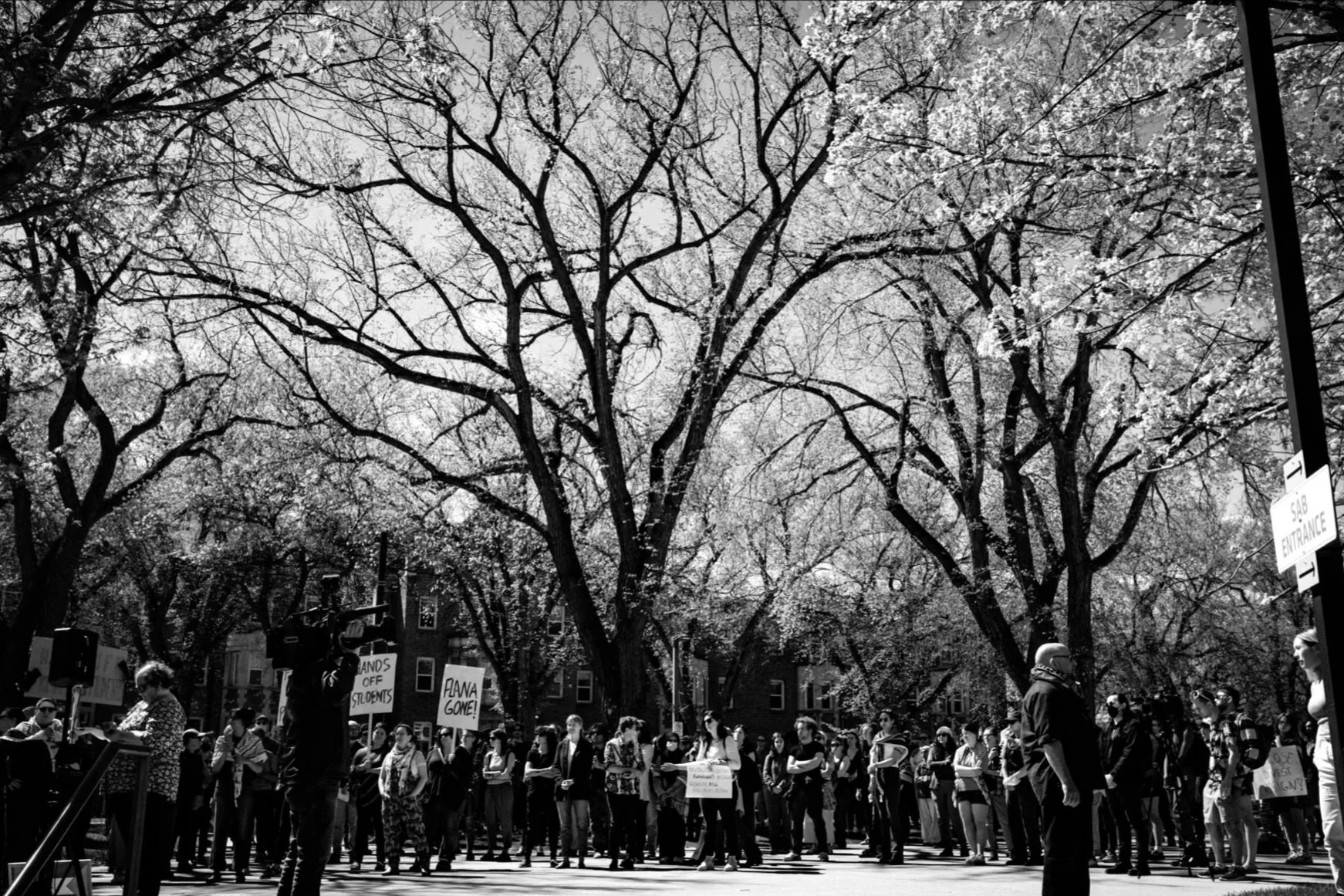 UofA+Palestine+Rally+May+14+2024-trees.jpg