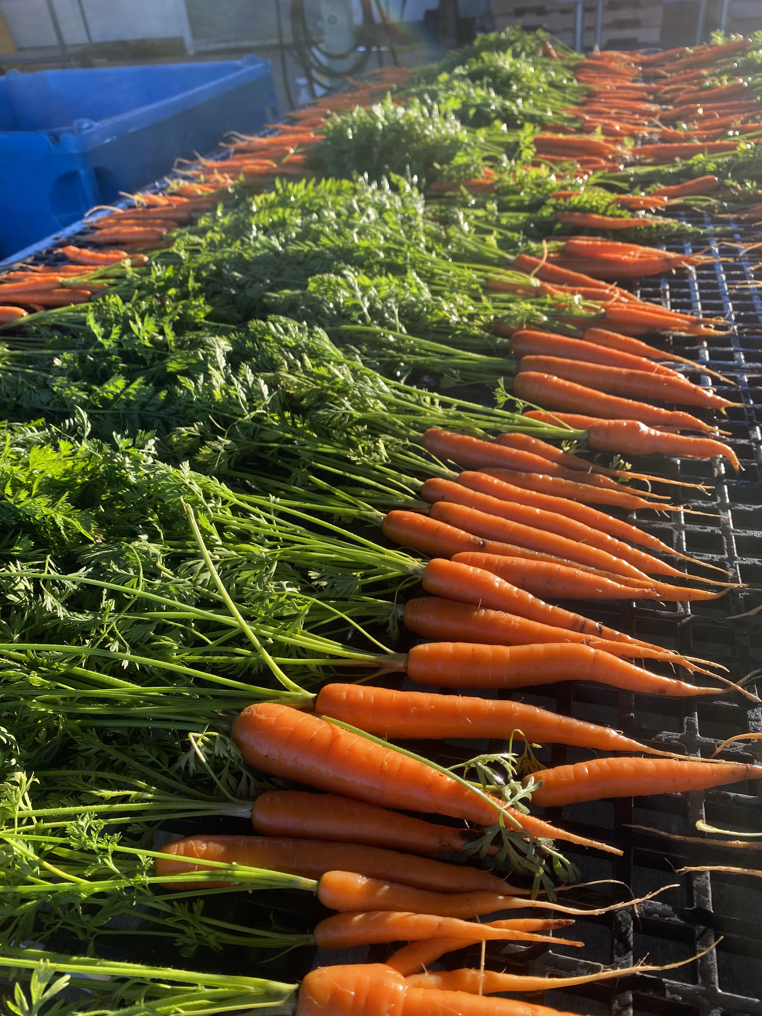carrots.png