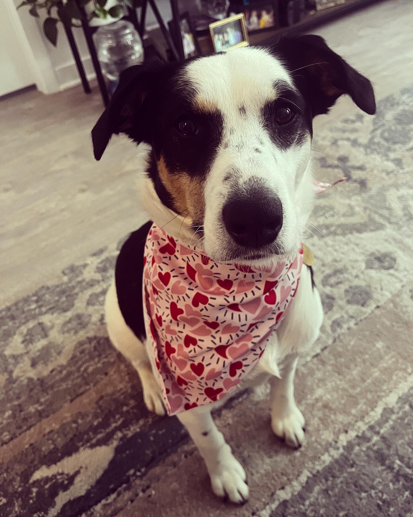 Maggie is the perfect Valentine😍She&rsquo;s a rescued mama dog who&rsquo;s working on some leash frustration.