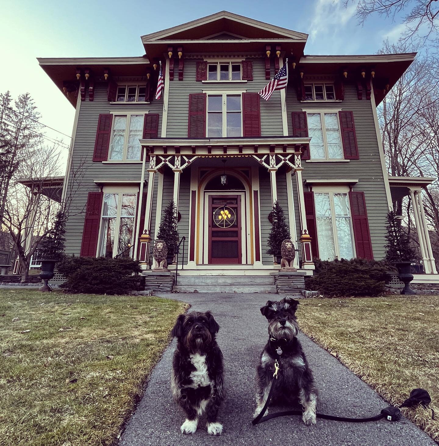 Thank you to @schnauzerbowie and the rest of the team at @landmarkinncooperstown for the best dog friendly stay.