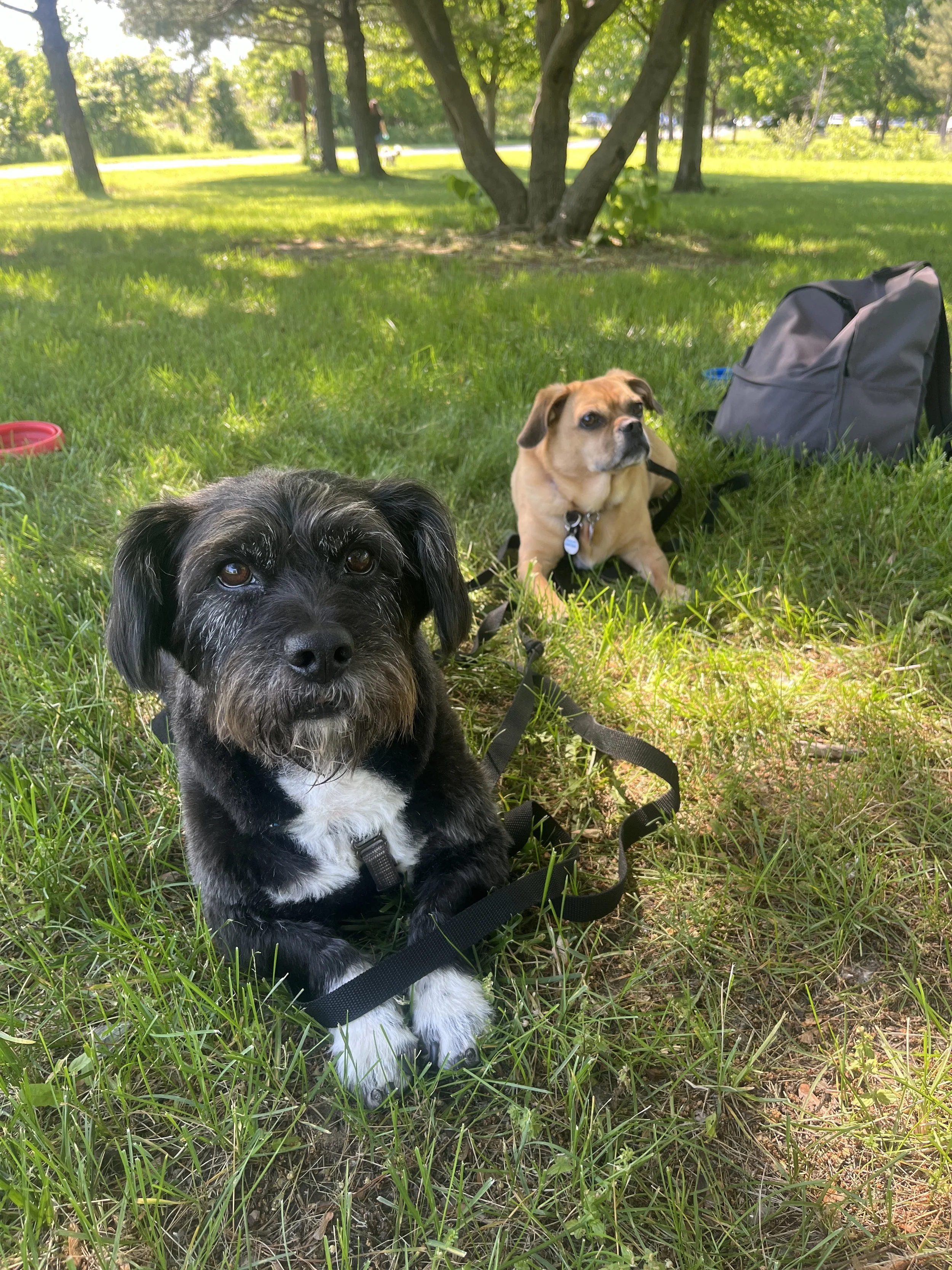 Additional Dog