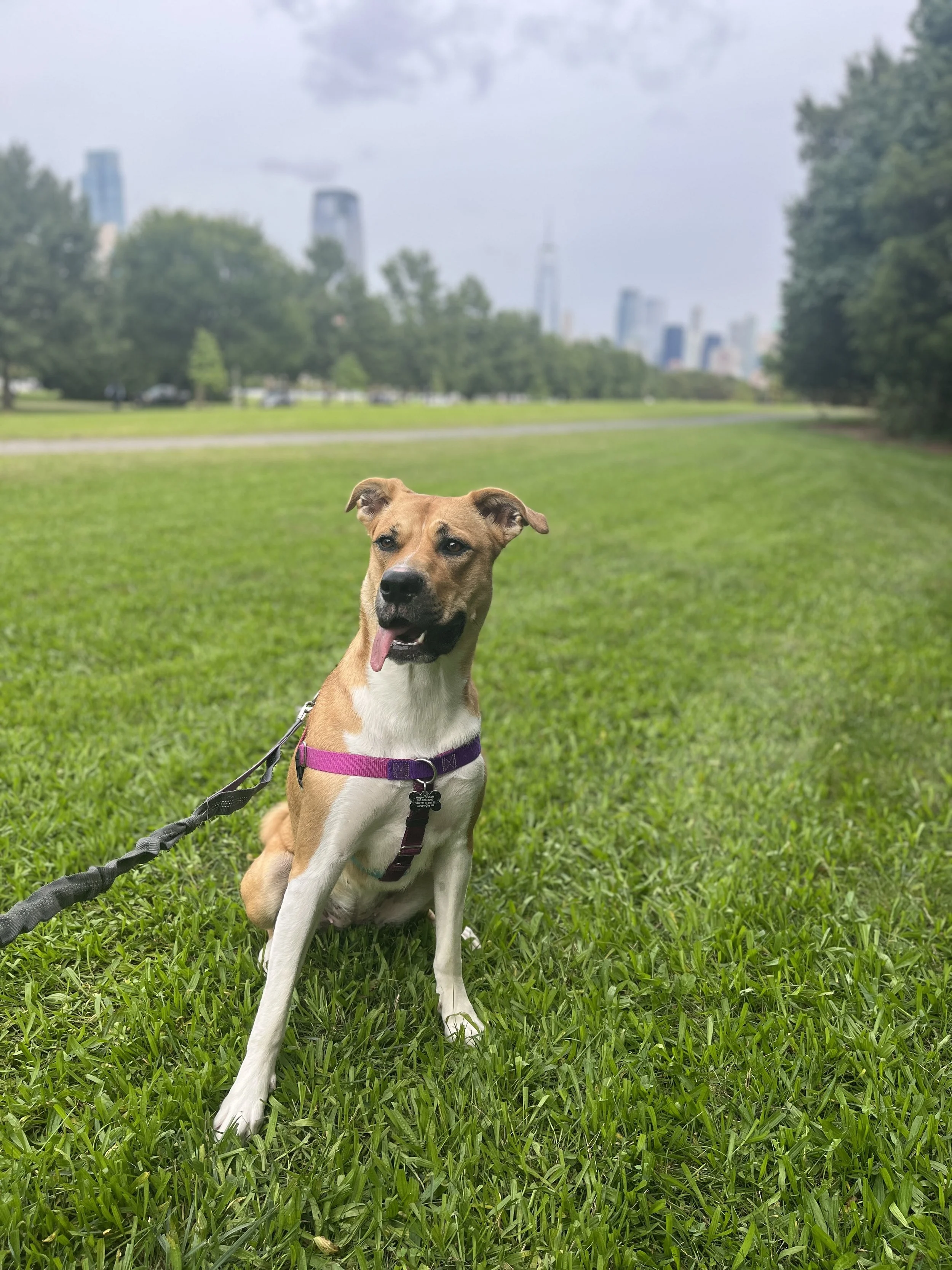 Leash Walking Package