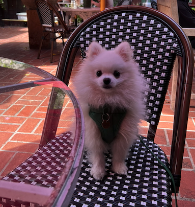 Screen Shot 2023-04-22 at 2.52.04 PM.png