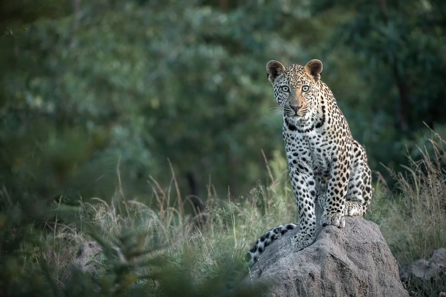 A Leopard's stare.jpg