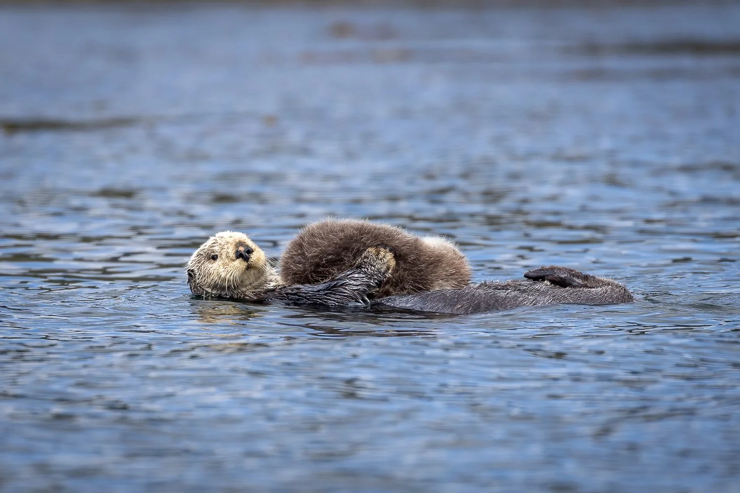Sea Otters-4.jpg