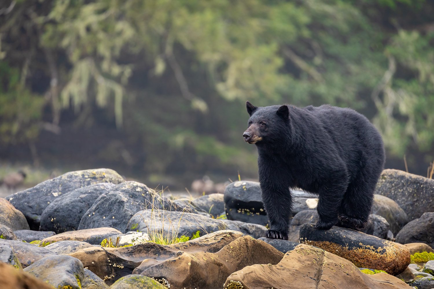 Big Black bear-1.jpg