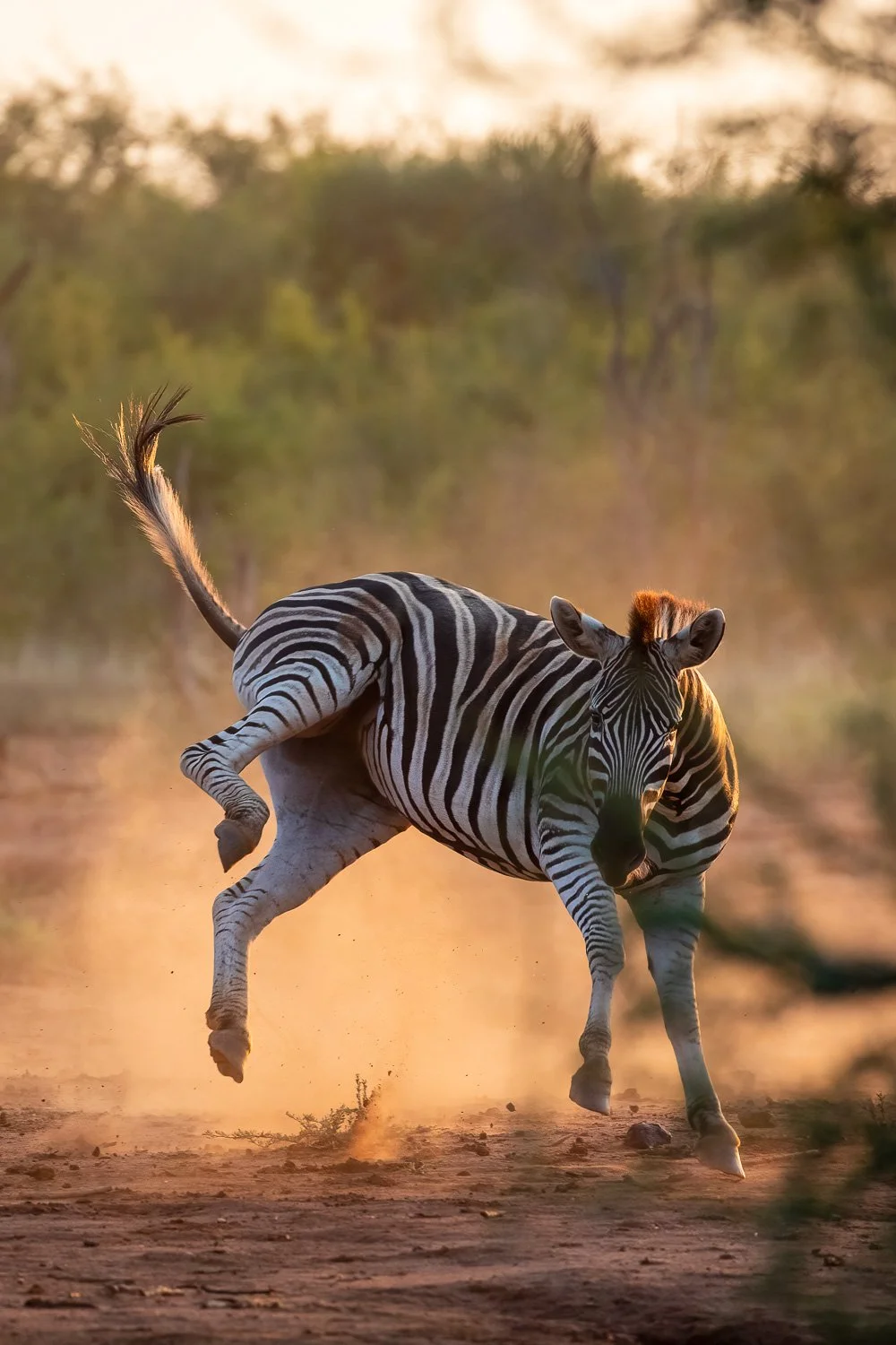 Zebra jumping in dust-1.jpg