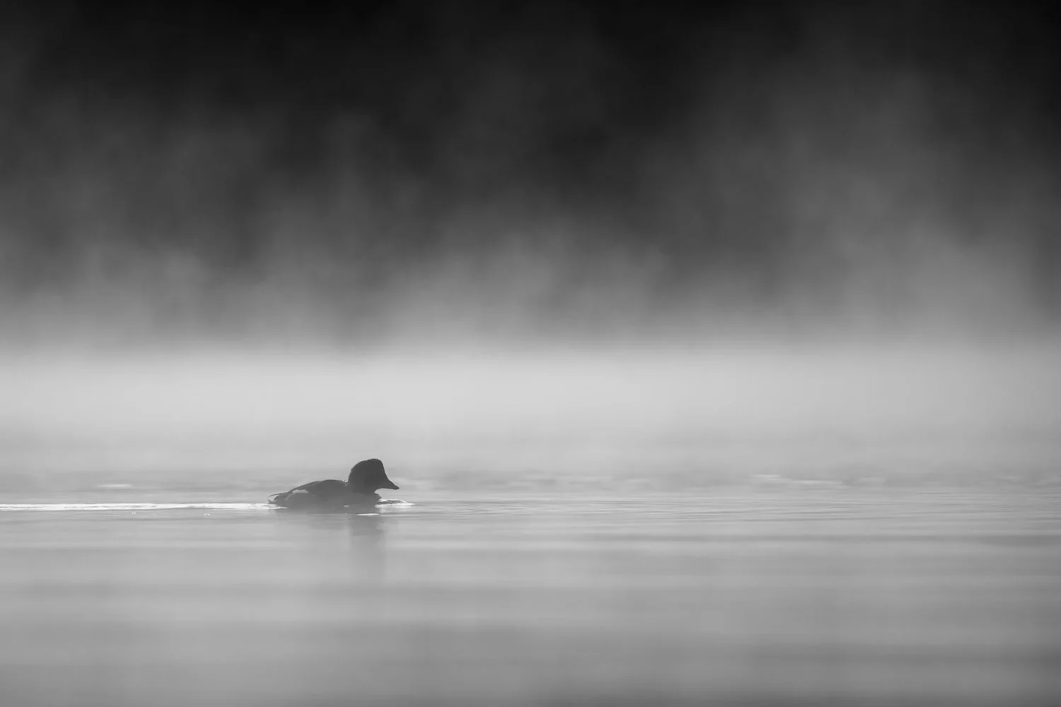 Ducks in fog-1.jpg