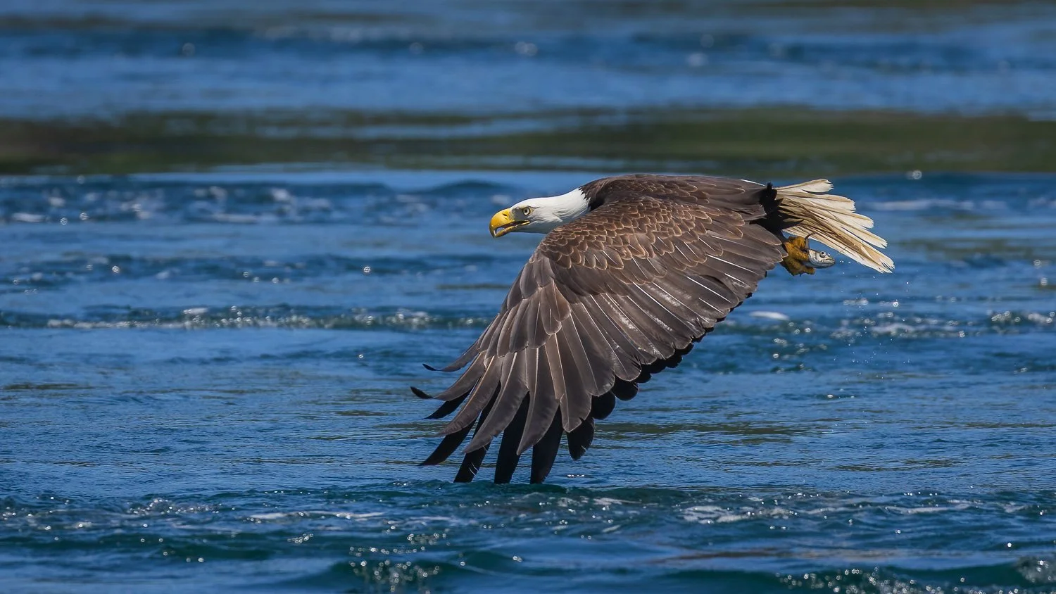 Eagle SHow Action-4.jpg