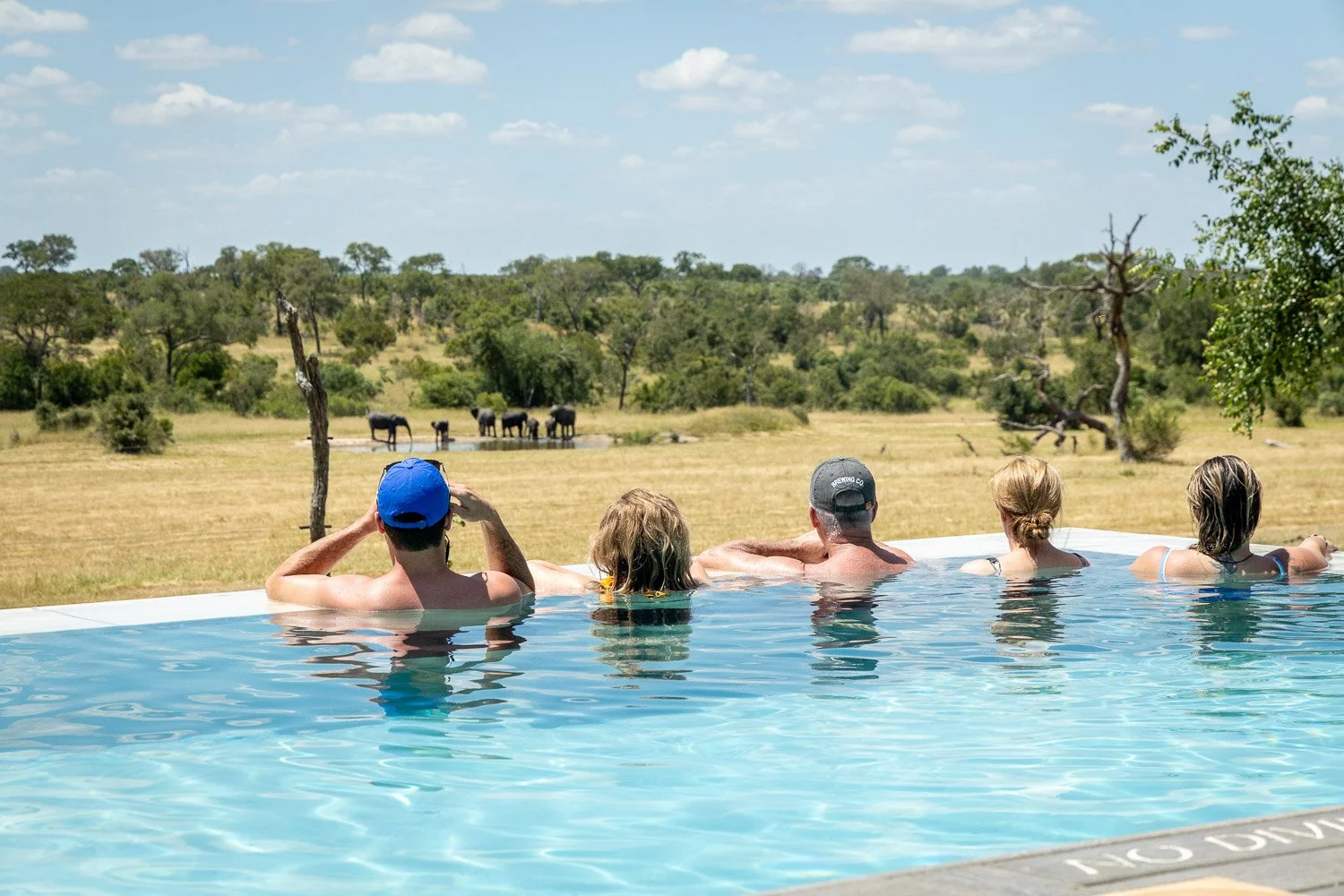 Guests in pool with elephants.jpg