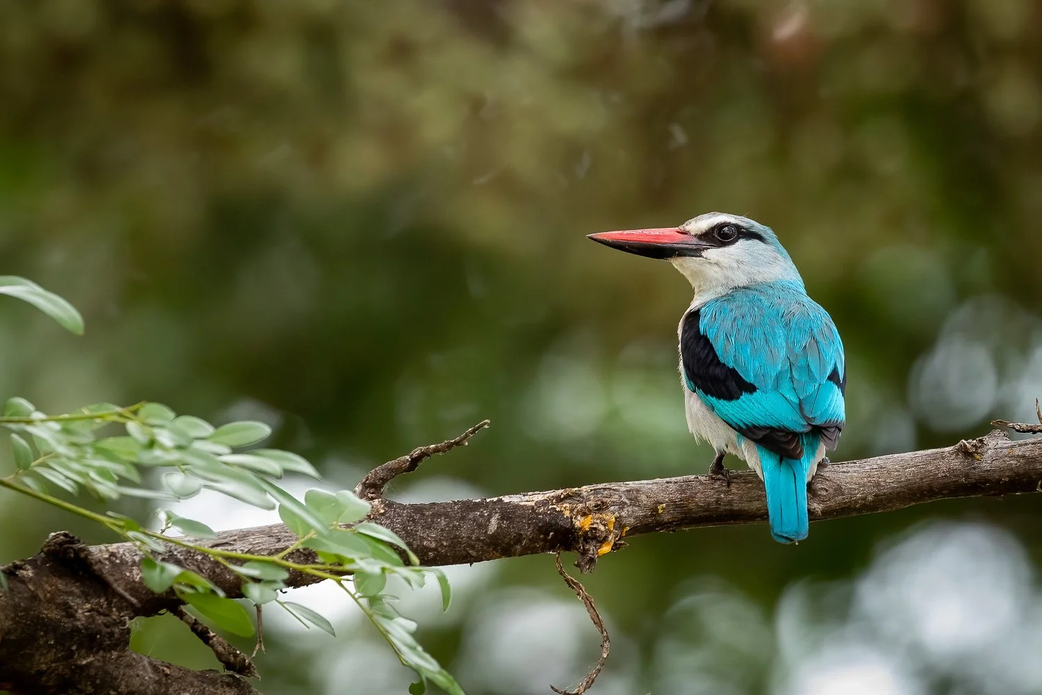 Beautiful Woodlands Kingfisher.jpg