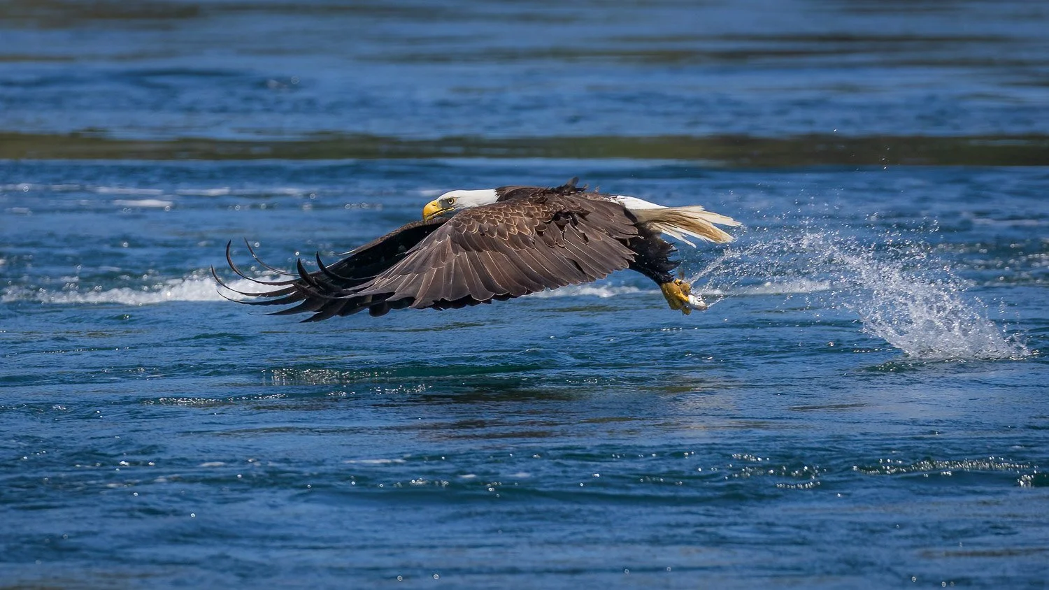 Eagle SHow Action-1.jpg