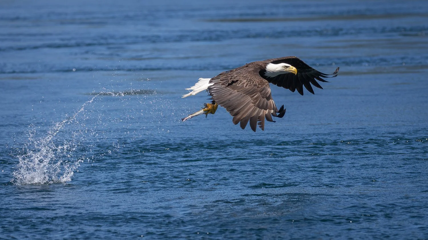Eagle SHow Action-8.jpg
