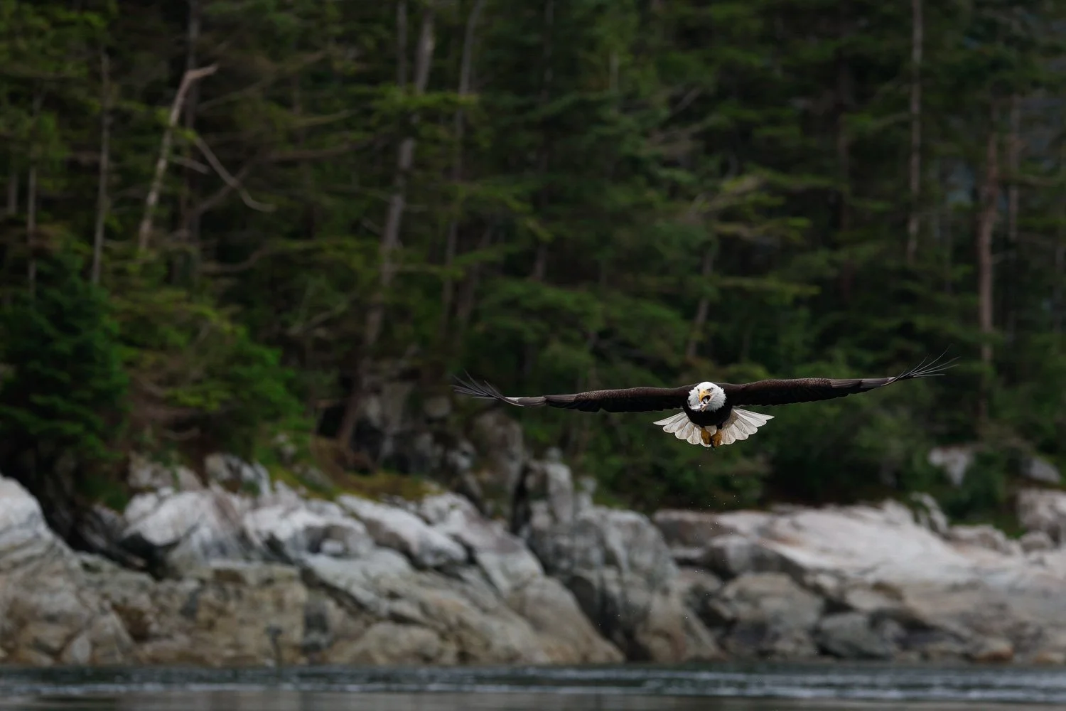 Eagle flying towards viewer, Campbell River, BC, Canada..jpg