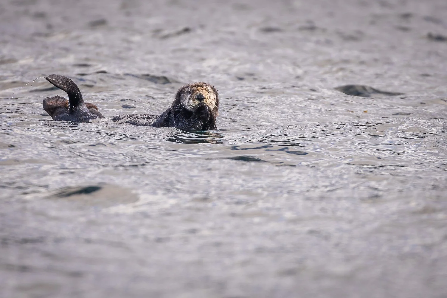 Sea Otters-6.jpg