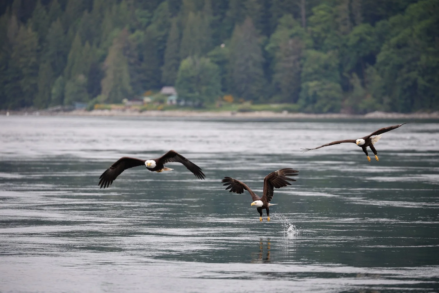 Eagle fighting during feeding frenzy, Campbell River, BC, Canada.jpg