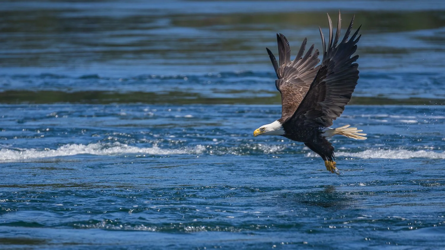 Eagle SHow Action-2.jpg