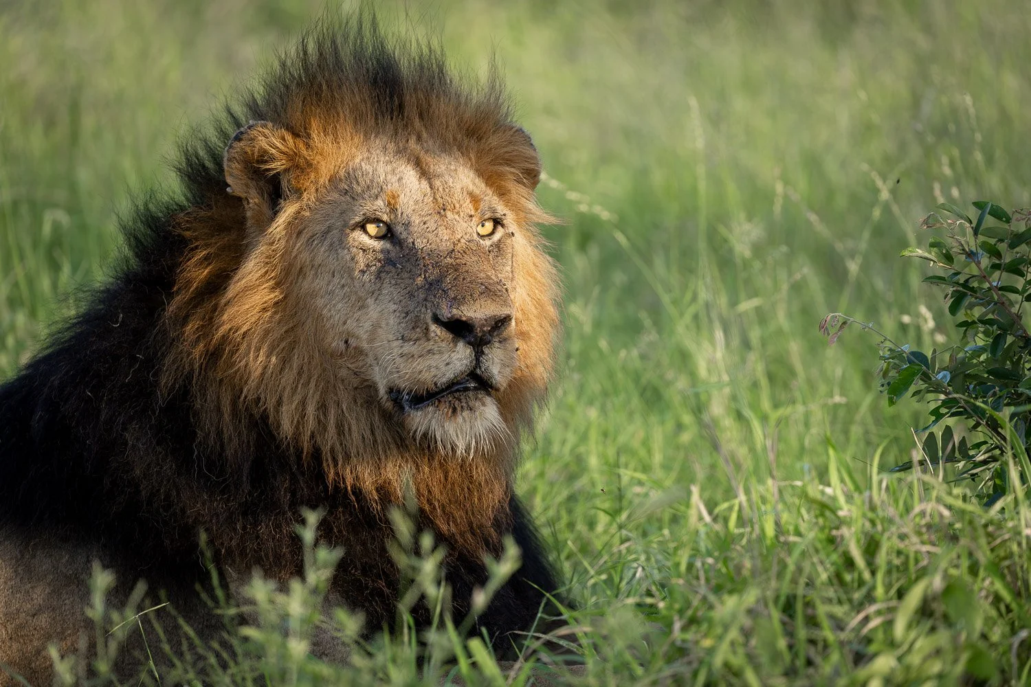 Big male Lion.jpg
