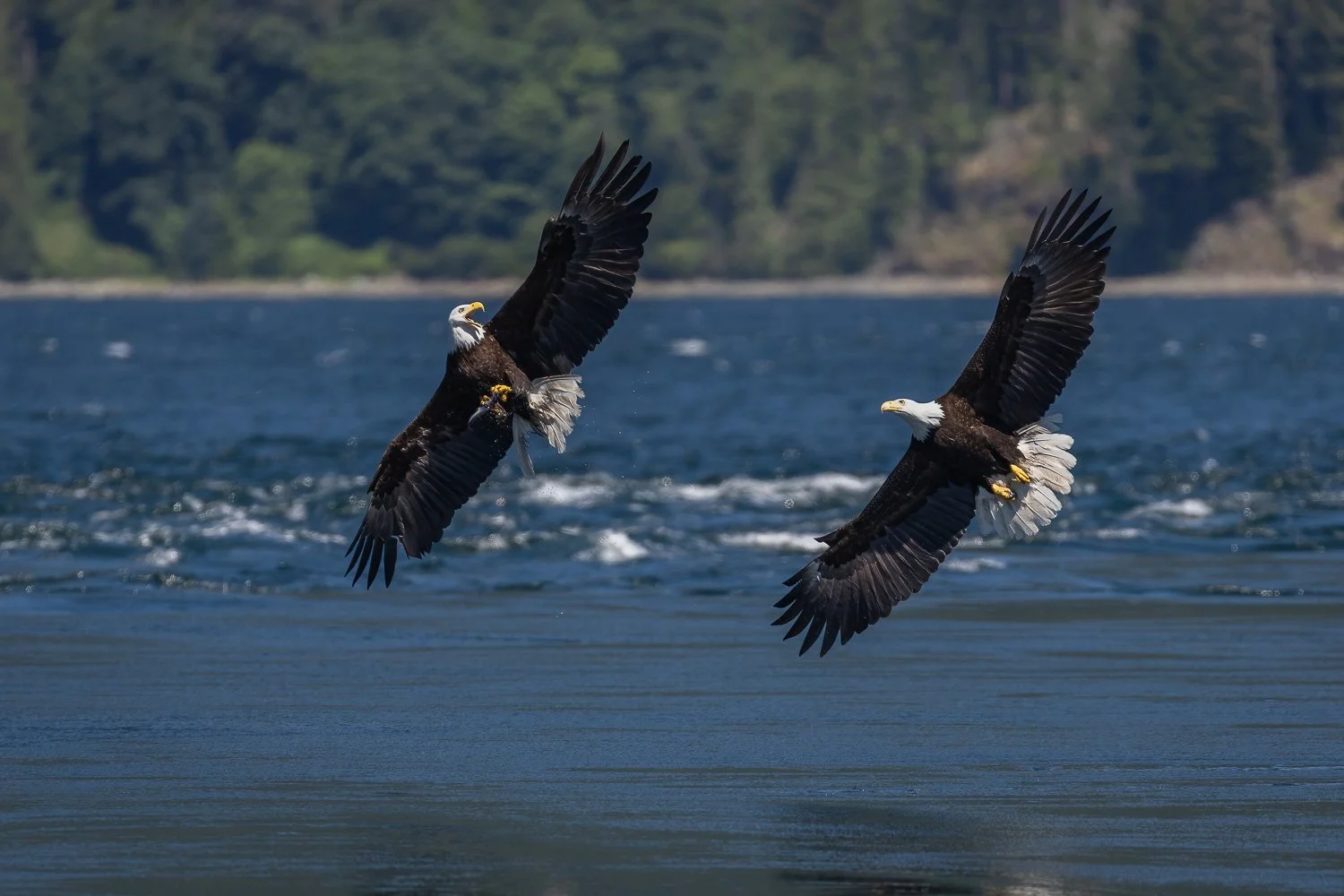 Eagle SHow Action-5.jpg