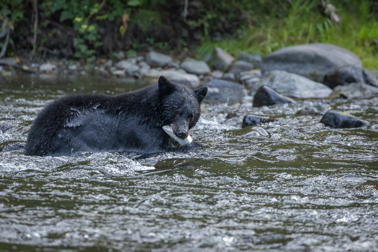 Black Bear-1.jpg